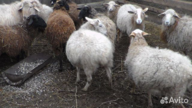 Продаю на развод котных овец купить на Зозу.ру - фотография № 2