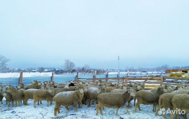 Продам отару овец купить на Зозу.ру - фотография № 4