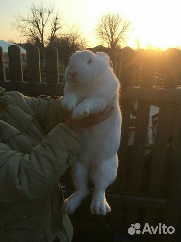 Кролик самка новозеландская белая купить на Зозу.ру - фотография № 2