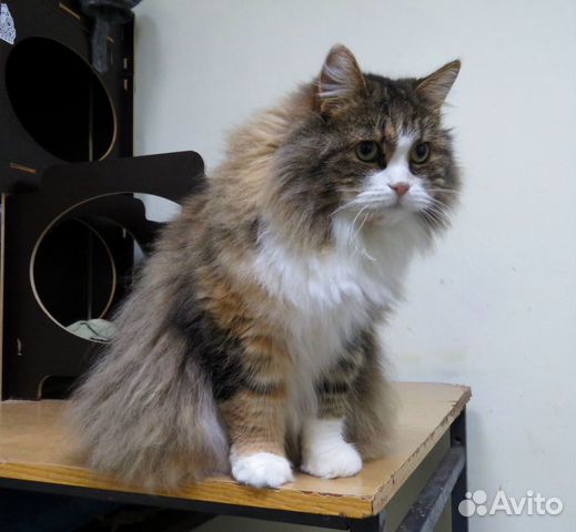 Самая мурчательная кошка в мире ищет дом купить на Зозу.ру - фотография № 3