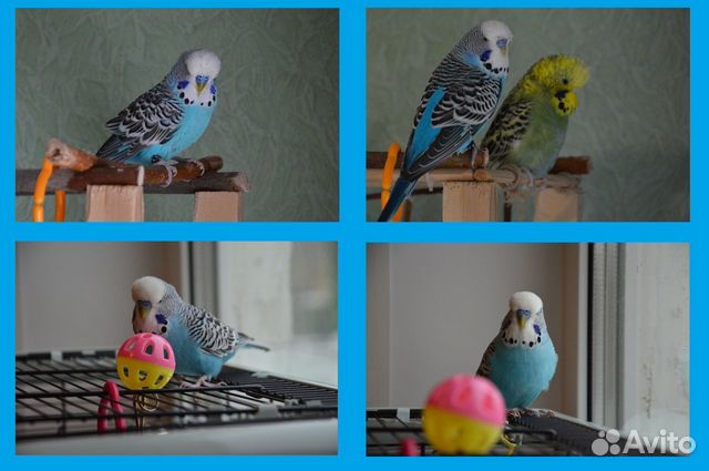 Волнистые попугайчики купить на Зозу.ру - фотография № 3