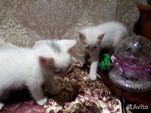 Умные коты купить на Зозу.ру - фотография № 2