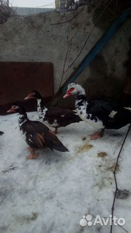 Мускусные утки (индоутки) купить на Зозу.ру - фотография № 3