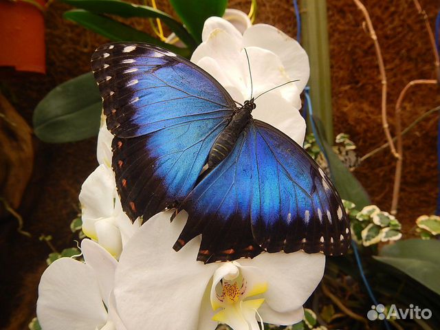 Живые тропические бабочки Papilio Polyxenes купить на Зозу.ру - фотография № 2
