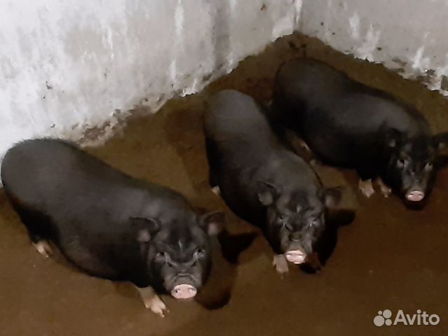 Продаи Вьетнамскую свинку купить на Зозу.ру - фотография № 1