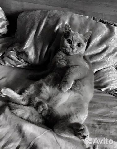 Британский кот вязка купить на Зозу.ру - фотография № 4