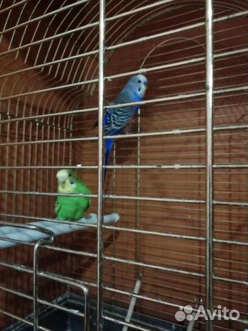 Волнистые попугаи вместе с клеткой купить на Зозу.ру - фотография № 2