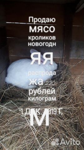 Продаётся крольчиха купить на Зозу.ру - фотография № 1