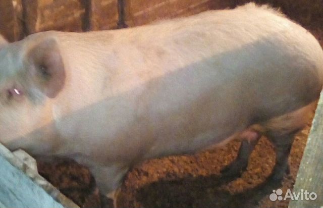 Свинка на мясо купить на Зозу.ру - фотография № 1