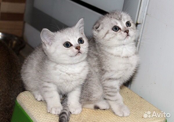Шотландские породные котята серебристых окрасов купить на Зозу.ру - фотография № 1