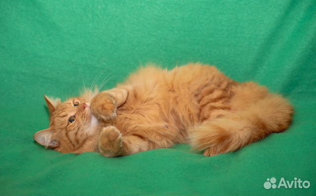 Шикарный рыжий котик в добрые руки купить на Зозу.ру - фотография № 3