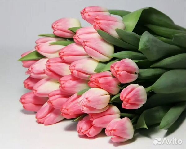Тюльпаны от производителя Тюльпаны от производителя