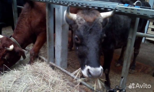 Коровы 32 головы голштинской и черно-пестрой пород купить на Зозу.ру - фотография № 3
