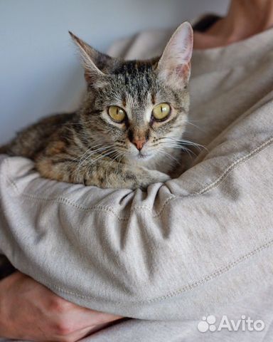 Кошка Шакира Кошка Шакира
