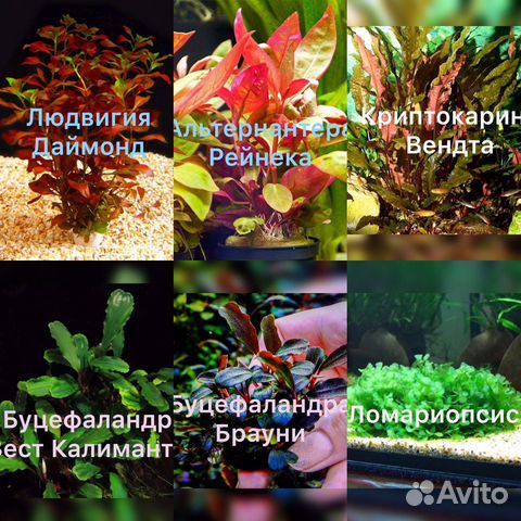 Аквариумные растения купить на Зозу.ру - фотография № 10