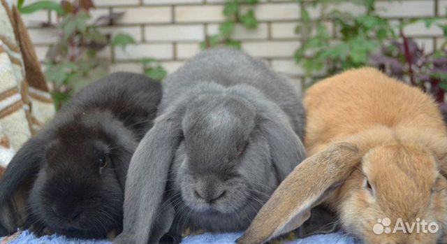 Кролики породы французский баран купить на Зозу.ру - фотография № 1