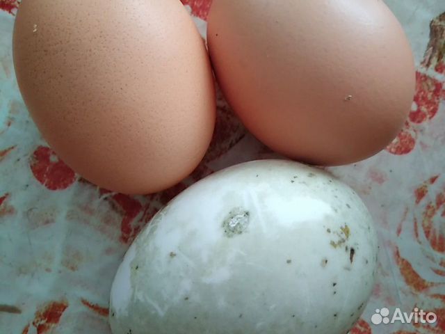 Яйца на инкубацию от индоуток купить на Зозу.ру - фотография № 1