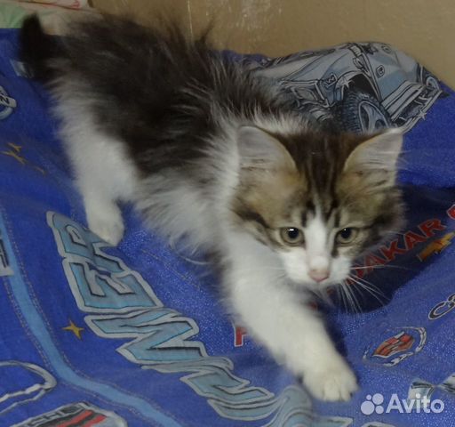 Котёнок (девочка) купить на Зозу.ру - фотография № 2