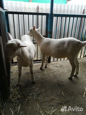 Продаются две скотные козы, помесь ламанча и заане купить на Зозу.ру - фотография № 7