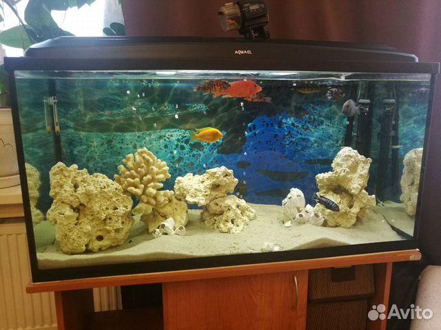 Продам аквариум цихлидник 250 л купить на Зозу.ру - фотография № 2