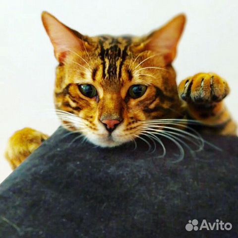 Вязка с бенгальским котом Вязка с бенгальским котом