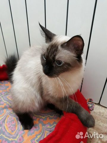 Продам тайских котят купить на Зозу.ру - фотография № 1