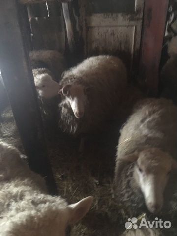 Продам овцы с ягнёнком купить на Зозу.ру - фотография № 4