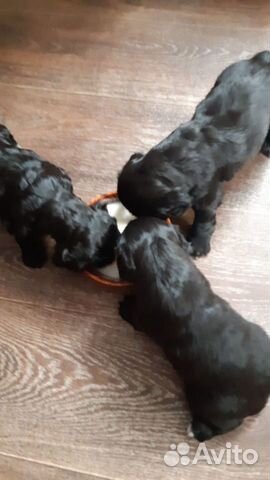 Английский спаниель