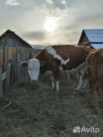 Продам коров купить на Зозу.ру - фотография № 2