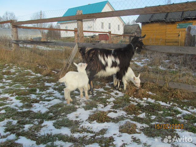 Коза с козлятами купить на Зозу.ру - фотография № 2