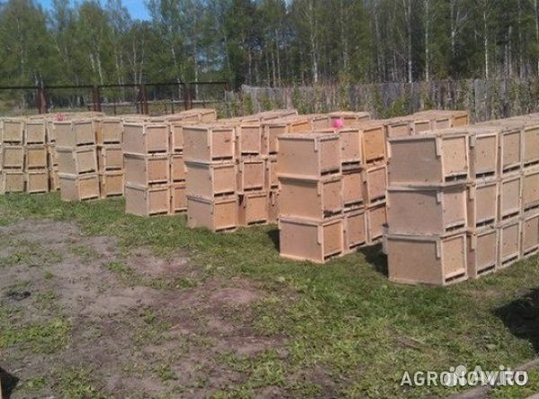 Купить пчелосемьи в белгородской области