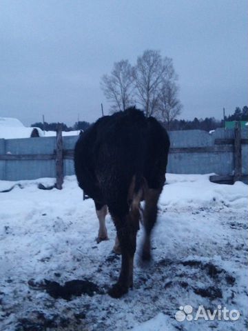 Продам быка и корову купить на Зозу.ру - фотография № 6