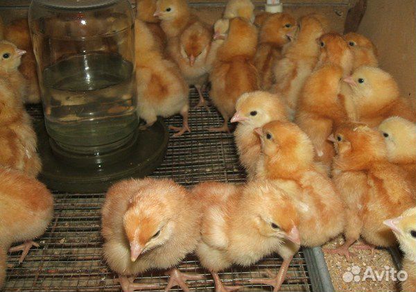 Цыплята любых яичных пород купить на Зозу.ру - фотография № 1