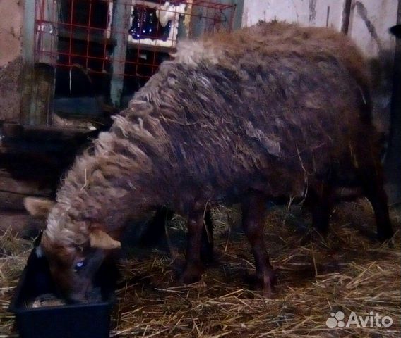 Овца с ягнёнком (дев) купить на Зозу.ру - фотография № 2