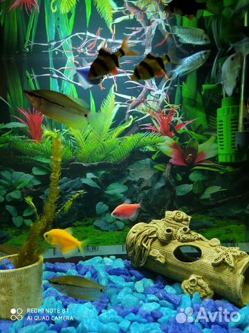 Готовый аквариум с рыбками купить на Зозу.ру - фотография № 2