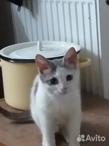 Котик Котик
