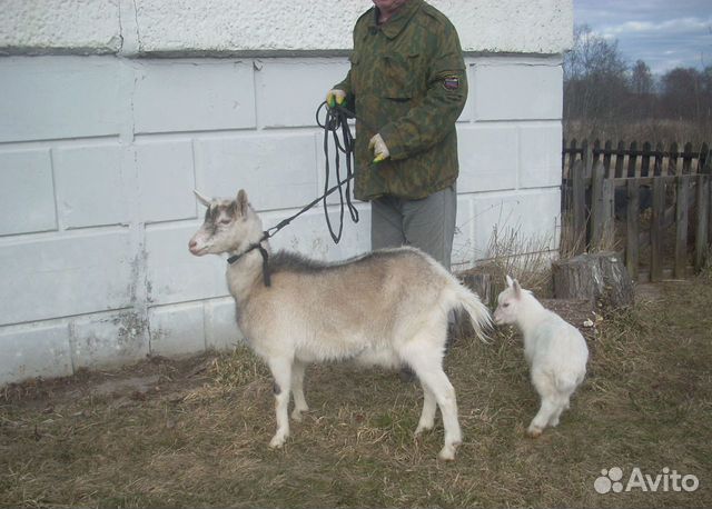 Коза и козочки купить на Зозу.ру - фотография № 8