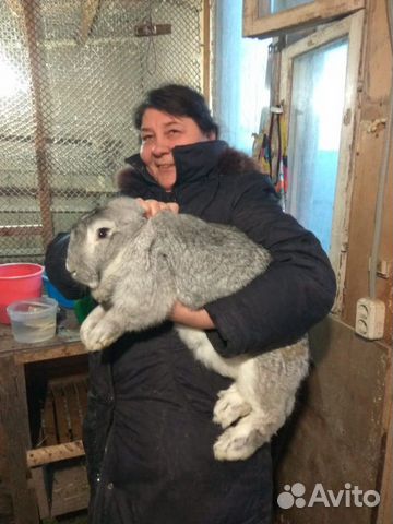 Продажа кроликов купить на Зозу.ру - фотография № 1