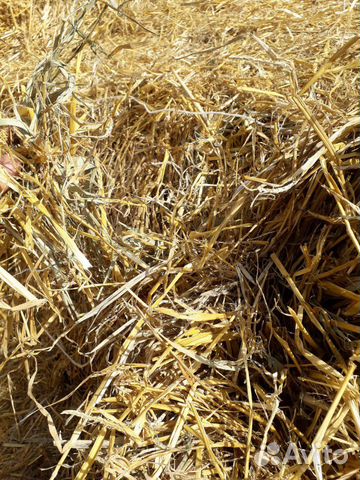 Солома :ячмень, пшеница купить на Зозу.ру - фотография № 1