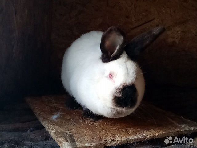 Продам кроликов, фландр 6,7,8,месяцев, кролы и кро купить на Зозу.ру - фотография № 7