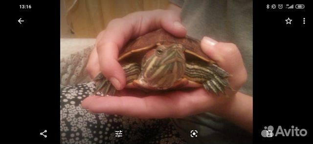 Водная черепаха купить на Зозу.ру - фотография № 3