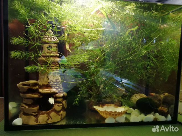 Аквариум со шпорцевыми лягушками и улитками купить на Зозу.ру - фотография № 4