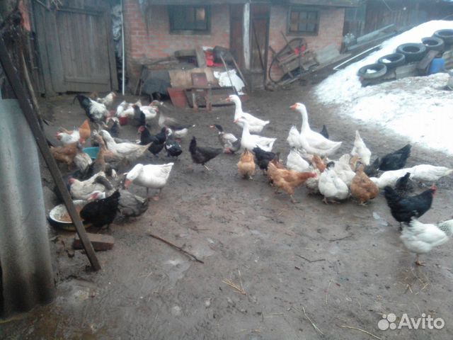 Птица-обмен. Аюта Птица-обмен. Аюта
