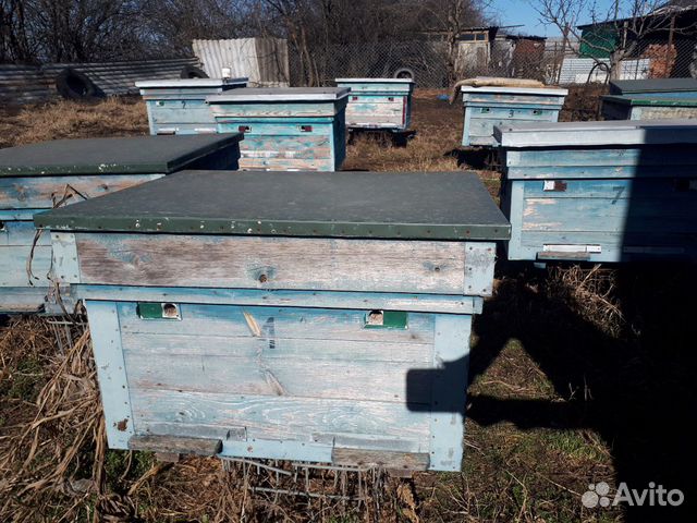 Пчелиный улей купить на Зозу.ру - фотография № 1