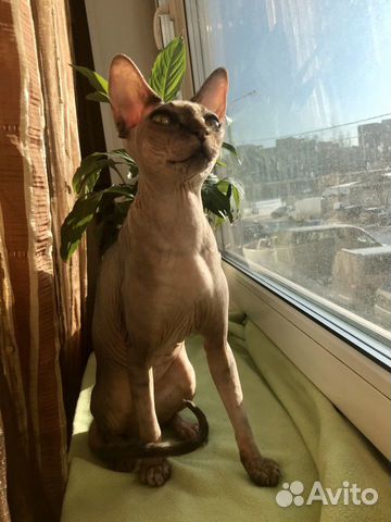 Беременная кошка сфинкс прикол - 67 фото