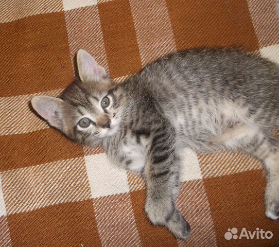 Воспитанные котята от кошки-мышеловки купить на Зозу.ру - фотография № 6