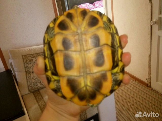 Черепаха купить на Зозу.ру - фотография № 5