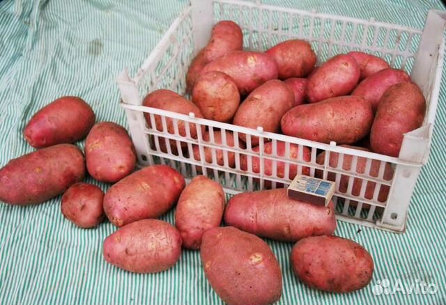 Картофель