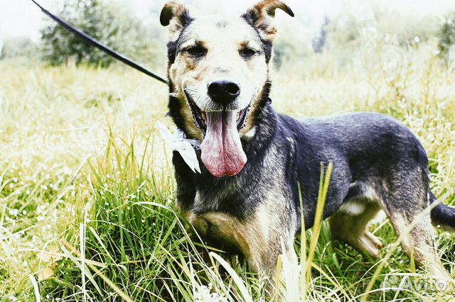 Собака Стенли Брамс ищет дом купить на Зозу.ру - фотография № 2