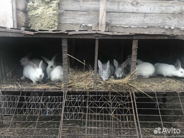 Кролики (крольчата) купить на Зозу.ру - фотография № 1